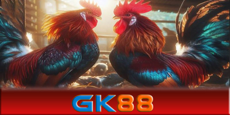 Đá gà GK88 - Mẹo chơi đá gà GK88 đỉnh cao và dễ áp dụng nhất